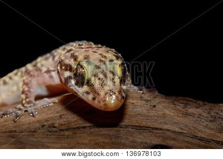 Mediterranean house gecko (Hemidactylus turcicus) also called Turkish gecko or moon lizard on log