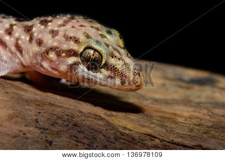 Mediterranean house gecko (Hemidactylus turcicus) also called Turkish gecko or moon lizard on log