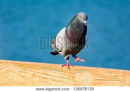 Male Pigeon doing mating dance and fluffing plummage to impress female