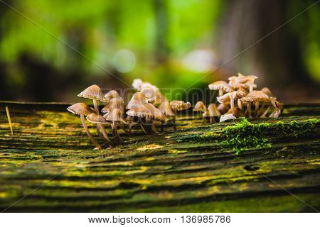 Mushrooms on the tree in forest coseup macro