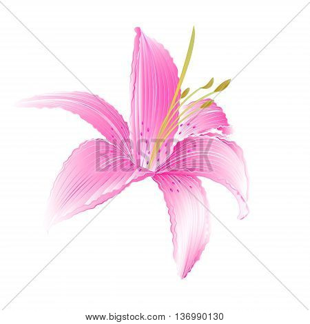Spring flower Lily pink Daylily vector illustration
