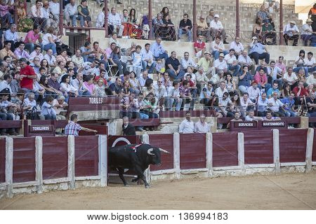 Ubeda Spain - September 29 2010: Capture of the figure of a brave bull in a bullfight going out of bullpens Ubeda Spain