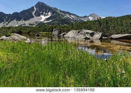Green grass, Sivrya peak and Banski lakes, Pirin Mountain, Bulgaria