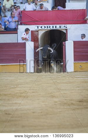 Pozoblanco Spain - September 5 2010: Capture of the figure of a brave bull in a bullfight going out of bullpens Pozoblanco Spain