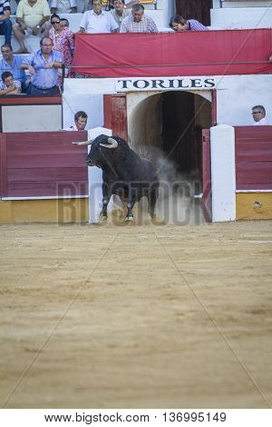 Pozoblanco Spain - September 5 2010: Capture of the figure of a brave bull in a bullfight going out of bullpens Pozoblanco Spain