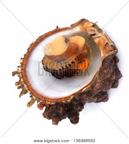 Raw Seafood In Opened Shell