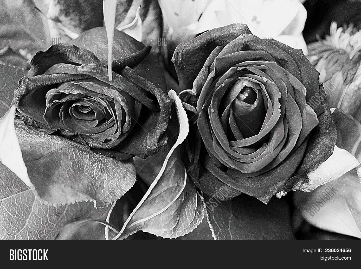 Two Roses, Closeup Image & Photo (Free Trial) | Bigstock
