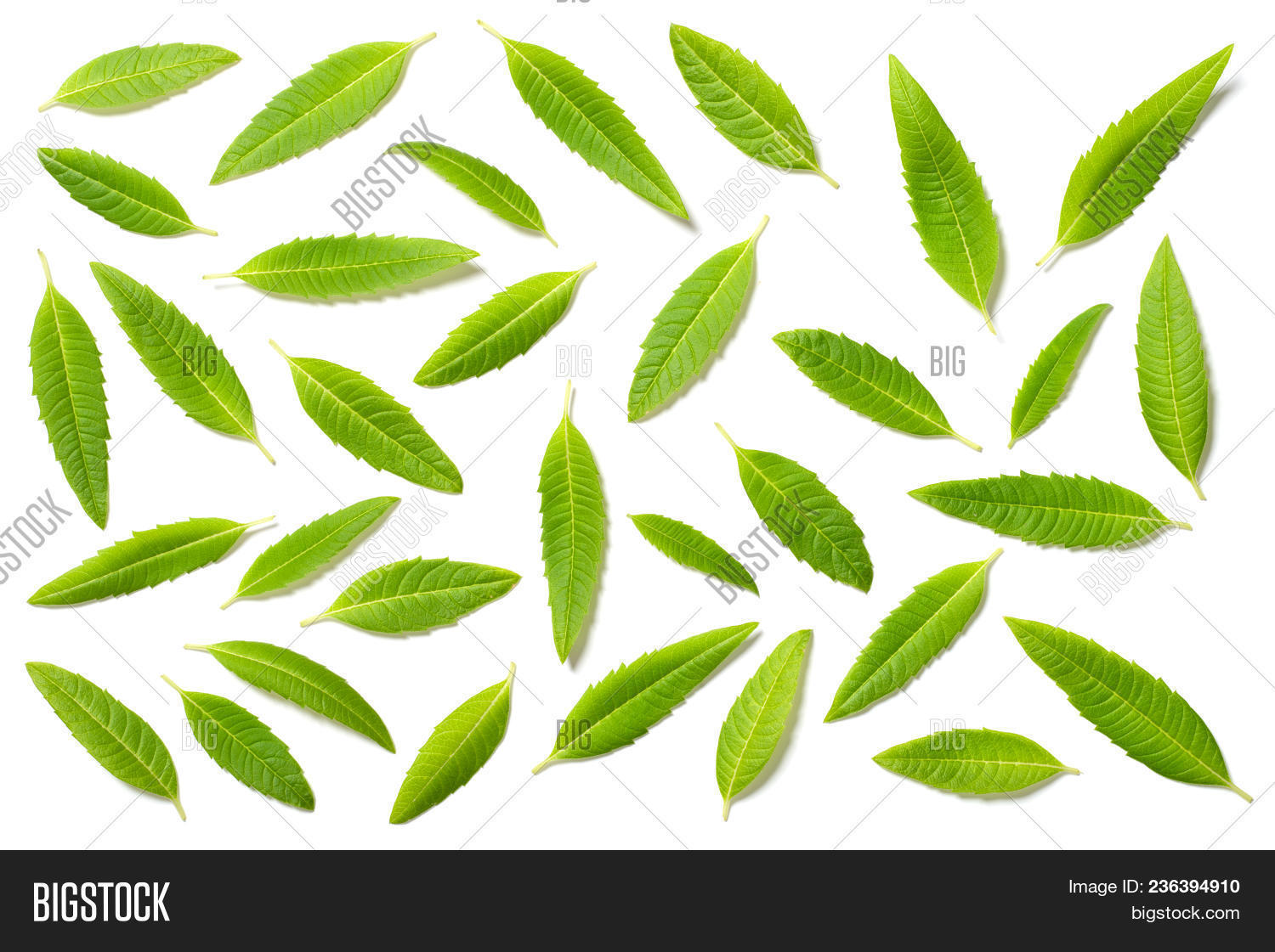 Leave from top. Листик мяты. Комнатный цветок вид сверху. Листья вид сверху. Leave from top.