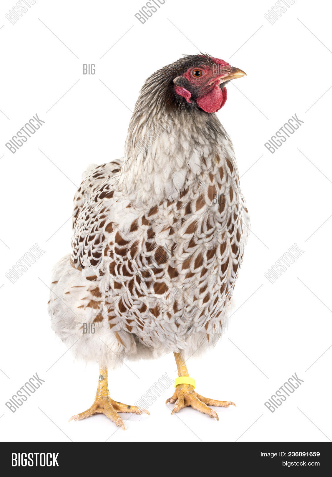 Blue-laced Wyandotte Image & Photo (Free Trial) | Bigstock