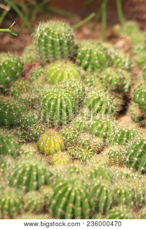 The density of barbed cactus green.Cactus green with dense thorn lot.