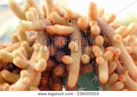 The Density Of Barbed Cactus Green.cactus Green With Dense Thorn Lot.