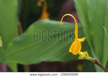 Yellow Globba Flowers Blooming In The Garden Are Shaped Like A Swan