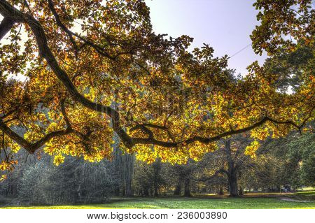 Park In Autumn