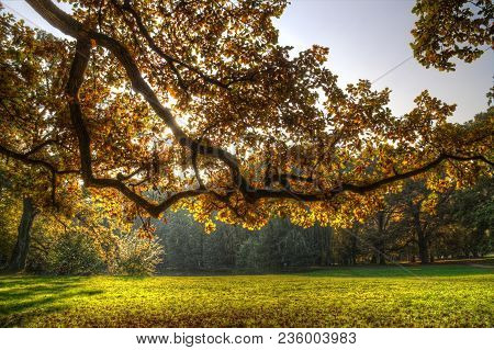 Park In Autumn