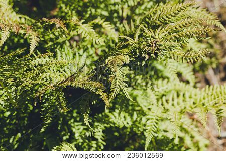 The Leaves Of Ferns (polypodiophyta) Grow In The Wild Forest