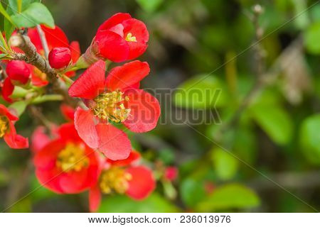 Closeup Of Camellia Japonica Flower. Small Red Flower With Yellow Stamen With Natural Blurred Backgr