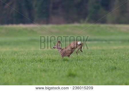 Young Natural Roebuck (capreolus) Jumping In Green Meadow, Hind Legs In Air