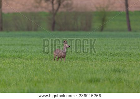 Side View Young Natural Roebuck (capreolus) Standing In Green Meadow, Trees In Background