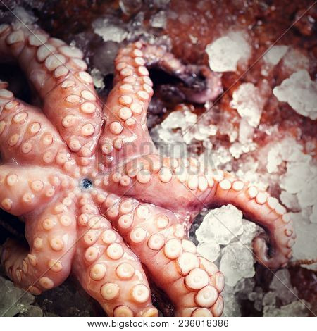 Fresh Raw Octopus On Ice, Brown Dark Background. Top View, Copy Space