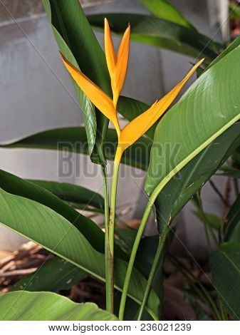 Heliconia 'golden Torch' Isolated On Nature Background