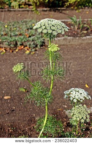 Ammi Visnaga Plant