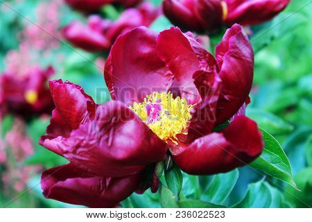 Beautiful Red Peony In A Green Garden