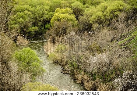 Mountain River Kasakh Covered  Spring Vegetation, Green Willows And Flowering Apricot Trees