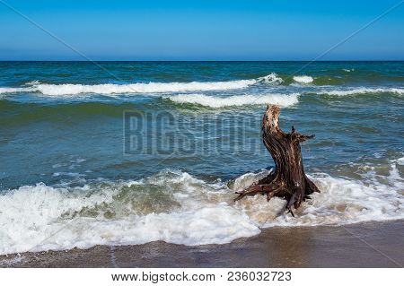 Trunk On Shore Of The Baltic Sea.