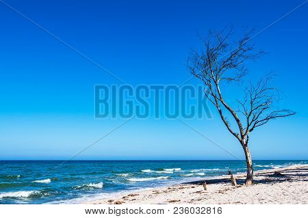 Tree On Shore Of The Baltic Sea.