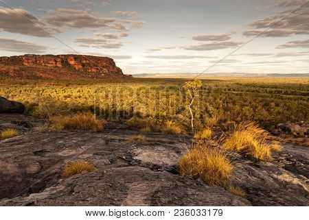 A Single Tree Catches The Last Light At Dusk In Nourlangie Badlands, Kakadu National Park
