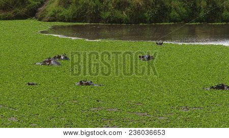 Hippopotamus In A Morass. South Luangwa National Park In Zambia
