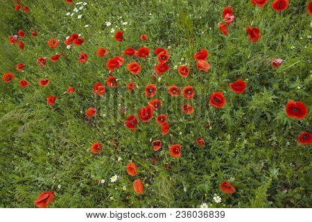 Red Eyes Of The Field. Red Poopies Meadow