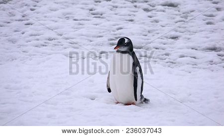 Portrait Of An Adelie Penguin Pygoscelis Adeliae On On The Snow