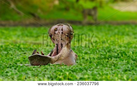 Hippopotamus In A Morass. South Luangwa National Park In Zambia