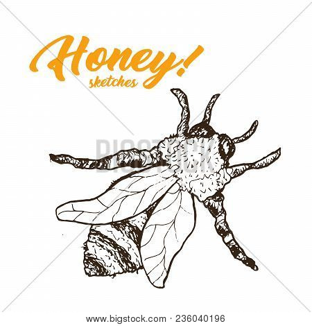 Honey Sketch Bee, Honey Hand Drawn Superfood Organic Products Design, Vector Illustration. Black Out
