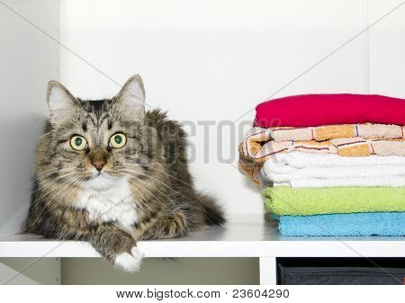 고양이 옷장에 수건