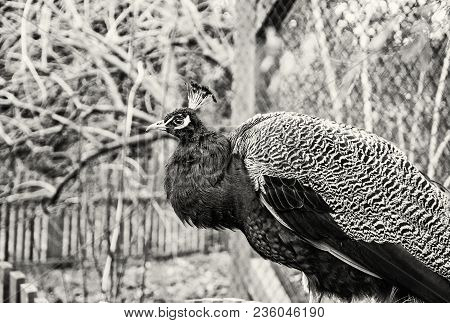 Beautiful Indian Peafowl - Pavo Cristatus - Posing In The Park. Beauty In Nature. Coloured Bird. Hea