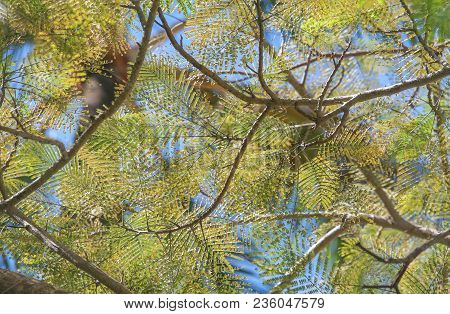 Green Ftree Branches And Leaves Against Sky