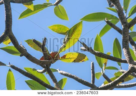 Green Ftree Branches And Leaves Against Sky