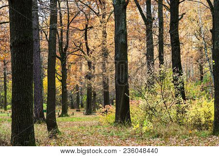 Path Between Trees In Urban Timiryazevskiy Park In Moscow City In Autumn