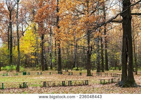 Oak Trees Near Recreation Area In Urban Timiryazevskiy Park In Moscow City In Autumn