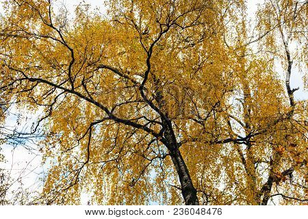 Bottom View Of Birch Tree With Yellow Leaves In Urban Timiryazevskiy Park In Moscow City In Autumn