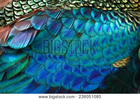 Beautiful Feathers Of Male Green Peafowl / Peacock (pavo Muticus) (shallow Dof)