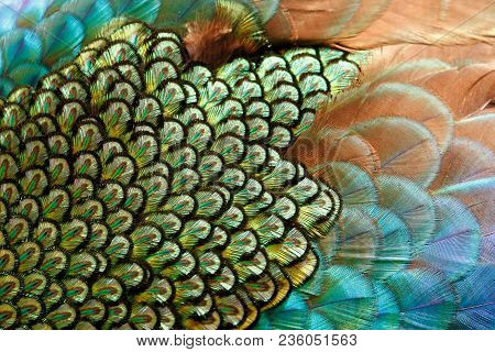 Mantle Feathers Of Male Green Peafowl / Peacock (pavo Muticus) (shallow Dof)