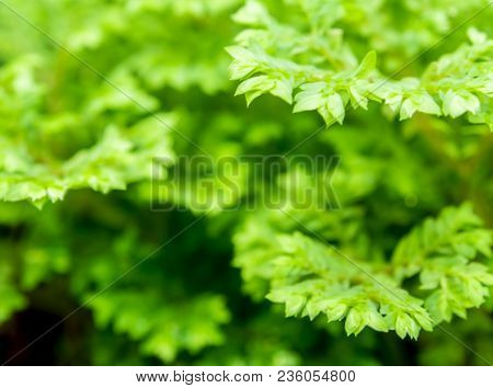 Freshness Green Leaf Of Selaginella Involvens Fern
