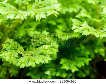 Freshness Green Leaf Of Selaginella Involvens Fern