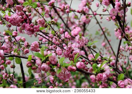 Prunus Triloba Louiseania Blossoms. Many Bright Pink Flowers Are On Plentifully Flowering Bush Of Pr