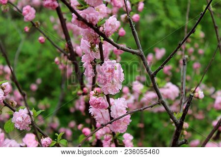 Prunus Triloba Louiseania Blossoms. Many Bright Pink Flowers Are On Plentifully Flowering Bush Of Pr