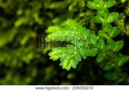 Freshness Green Leaf Of Selaginella Involvens Fern