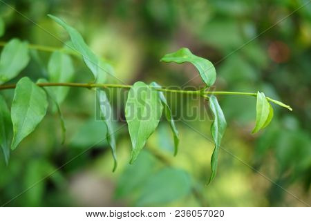 Close Up Fresh Green Wrightia Religiosa Leaf In Nature Garden